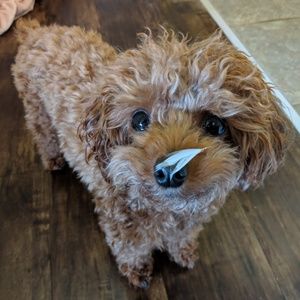 Meet your Posher, Christine